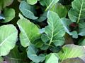 Chinese cabbage